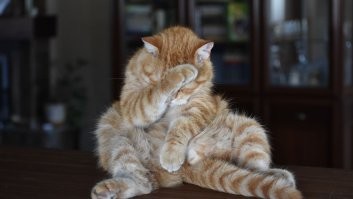 20 котиков, которые задумались о важных вещах и попали в кадр