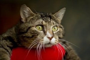 20 котиков, которые задумались о важных вещах и попали в кадр