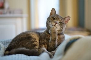 20 котиков, которые задумались о важных вещах и попали в кадр