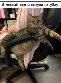 Я на своих просто сажусь. Уё.бы.вают только пятки сверкают.