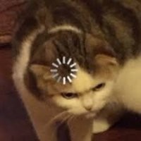 Кот застыл на улице