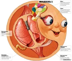 10  рисунков, которые показывают, как разные объекты выглядят в разрезе