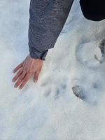 Вот! Прям с языка сняли! Конечно, мы пока не можем себе позволить переехать на пмж. Но какой же это кайф! старая русская изба, русская печь. Я уже наловчилась в ней готовить. Мужу тоже есть где разгуляться и чем развлечься) Старая банька. И тут на задки сходили погулять и выяснили ,Что у нас под забором куча дичи гуляет. Лоси ,кабаны, рыси, волки) Романтика!))) а уж артефактов сколько крутых нашли) Живность очень хочется завести. Но пока никак. Все же пока мы завязаны на город. Может потом и получится