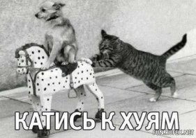 Подборка смешных и забавных фотографий с котами, которые поднимут настроение