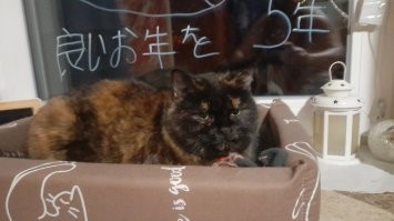 20 котиков, которые задумались о важных вещах и попали в кадр