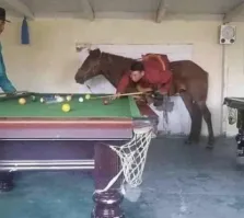 Лошадью ходи век воли не видать!