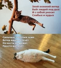 Ветер в Новосибирске валил прохожих с ног