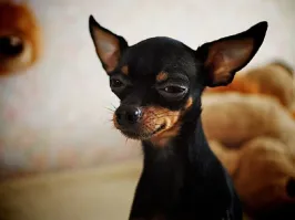 Снуп Догг :)