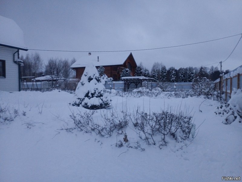 А мы живую наряжаем.