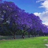 Жакаранда мимозолистная
