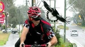 Магпаи не так уж часто нападают, но да, есть такое, гораздо хуже Noisy Miners, вот эти намного агресивнее и мельче. Поэтому в сезон гнездования- зашитные велоочки и на шлем из стяжек делается "ирокез" типа как на фотке. Как можно на велике без защитных очков я вообще не понимаю. Шлем, ИМХО Очки и Перчатки это вообще минимум который обязательно должен быть у любого велосипедиста.