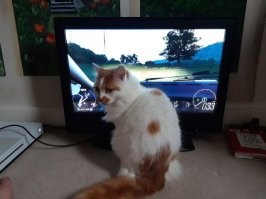 Котики которые так не делают попадают в АД