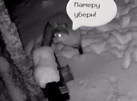 В Амурской области завёлся лис-вандал