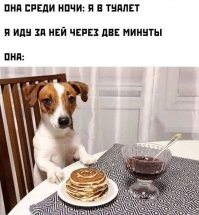 Я тоже хочу такую собаку. Можно даже немую