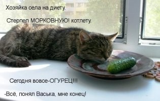 20 котиков, которые попробовали новую еду и остались разочарованными