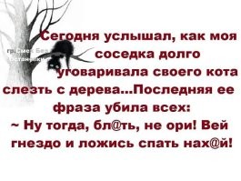 Во Владивостоке мужчина перевоплотился в кота и залез на верхушку дерева, а затем слез, потому что замёрз