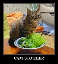 20 котиков, которые попробовали новую еду и остались разочарованными