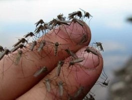 Большая порция улыбатора