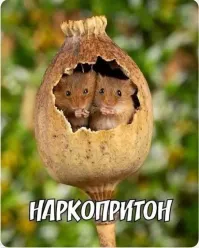 В Китае мальчик сдал отца полиции после того, как тот отругал его за невыученные уроки