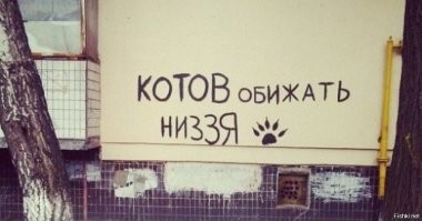 Потерявшийся кот автостопом доехал из Липецкой области до Москвы