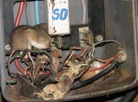 Думаете, они знают, что такое электричество?