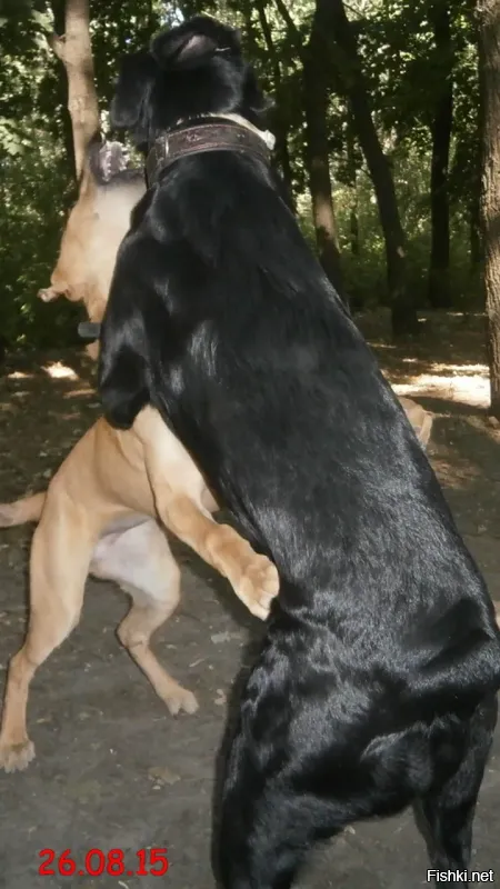 То есть-сука, есть сука...