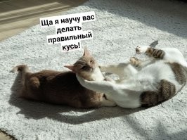 Кот пытается укусить кошку