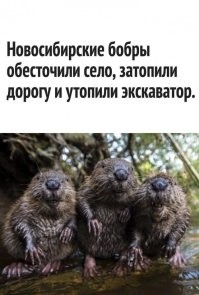 Бобровая ария
