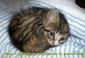 22+ котобулочки, подтверждающие, что идеальная форма – это клубок