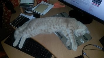22+ котобулочки, подтверждающие, что идеальная форма – это клубок