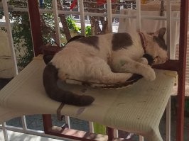 Не влез полностью - маловата корзинка.