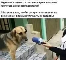 А в Нидерландах собаки не бегают за велосипедами, они на них реально не обращают внимания.