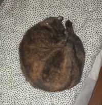 22+ котобулочки, подтверждающие, что идеальная форма – это клубок