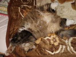 у меня не булочка, а пирожок целый