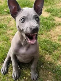 20 пёселей, ставших фотобомбами и взорвавших сознание