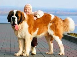 Ну да .. только это щенки из которых скоро вот такое вырастет ...