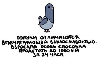 Голубь должен лететь со скоростью 41 км в час
и так 24 час ???
перелётные птицы и те летят пока Солнце светит, а голубь летает по району явно не протянет часа полёта
