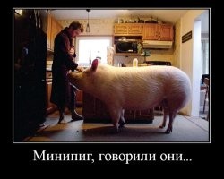 Девушка завела себе кабана