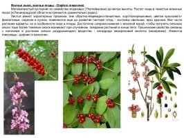 Может кто хочет. Хотя бы живы будите, но это не точно.