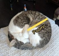 22+ котобулочки, подтверждающие, что идеальная форма – это клубок