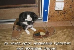 Котята хорошо устроились в ботинках хозяина