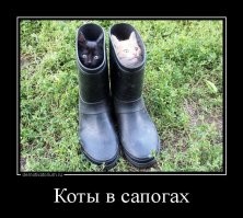 Котята хорошо устроились в ботинках хозяина