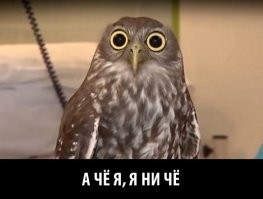 Экран на сруле это жесть конечно. Бошкой надо будет крутить также как срулем, а он крутится на 1080 градусов.