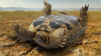 Упитанная рэперша упала на сцене во время выступления