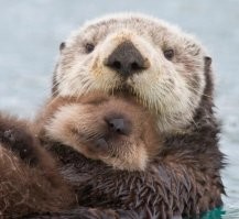 Калан показал мужчине любимый камень