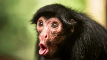 Ну а что еще от тупой мартышки ожидать??