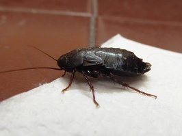 Автор, это рыжих тараканов (лат. Blattella germanica) к нам завезли в 18 веке, а до них у нас вполне себе жили черные тараканы (Blatta orientalis), которых прусаки успешно вытеснили