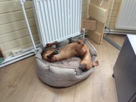 Очень мило.
Но таксиков не хватает.
Вот: