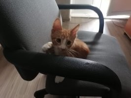 Нашёл только фото когда он ещё котёнок