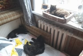 Мои подобрашки. Первые две - осознанные, а третья мелкота - " по залёту")))) 
Сама себе не верю. 30 лет была "собачницей" =) а тут... Раз к 40-а годам завела одну кошку, надо соответствовать мемам))))
